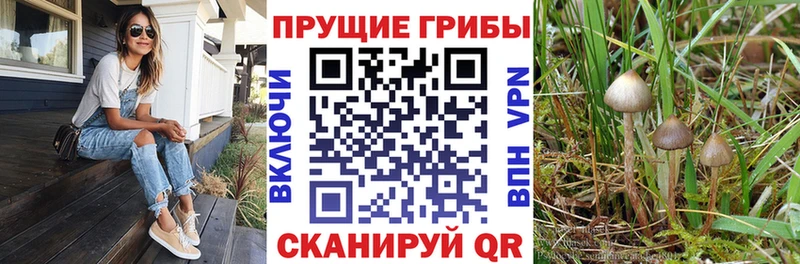 где купить наркоту  Ковылкино  Псилоцибиновые грибы мухоморы 